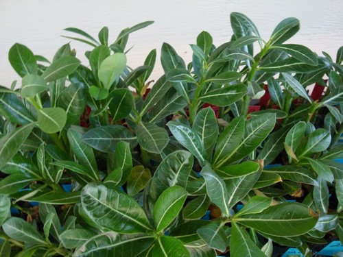 1 HYBRIDE WÜSTENROSE (ADENIUM OBESUM) "SAPHIR" LEBENDER SÄMLING - OHNE TOPF - Bild 4 von 5