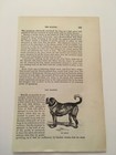K83) View of The Mastiff Dog Animal Kingdom 1870 Engraving