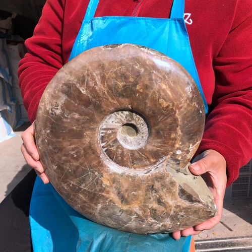11.13LB Rare! Natural Tentacle Ammonite Fossil Specimen Shell Healing Madagascar - Picture 9 of 13