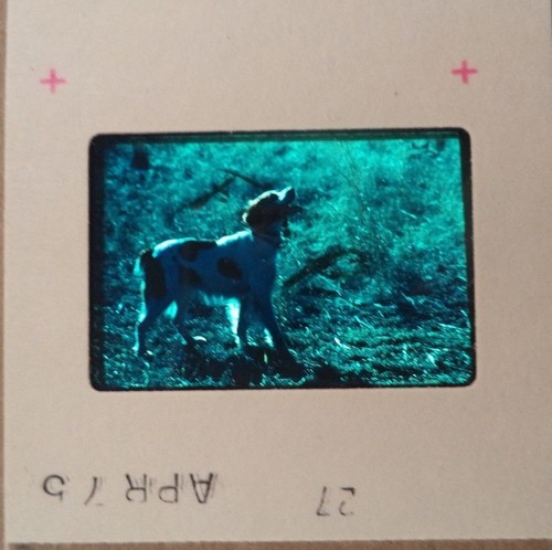 6 Original Vintage 35mm Kodak Photo Color Slide Animals Kodachrome Transparency - Picture 5 of 10