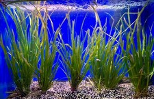 Vallisneria-Live Aquarium Plant-Easy Grow-3 bunches