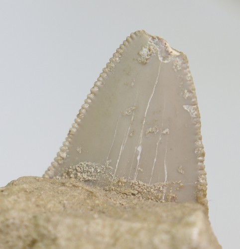 Haizahn, Carcharodon sp., Terziario, Pliocene, Puglia, Lecce, Italia- f637 - Foto 4 di 7