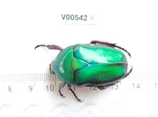 V00542. Insects, Beetles, Cetoniidae sp. North Vietnam, Ha Giang