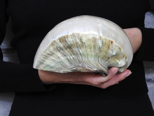 Sea Shell Turbo marmoratus 171 mm ID#7401 - Photo 4/4