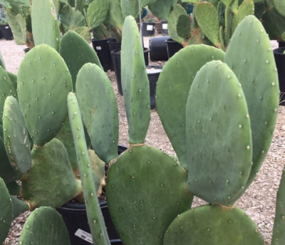 #ad SPINELESS PRICKLY PEAR Cactus Plant HARDY NOPALES CACANAPA 2 or MANY Pads $14.49