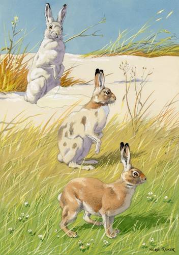 William Neave Parker, Snowshoe Hare Illustration – mid-C20th gouache painting
