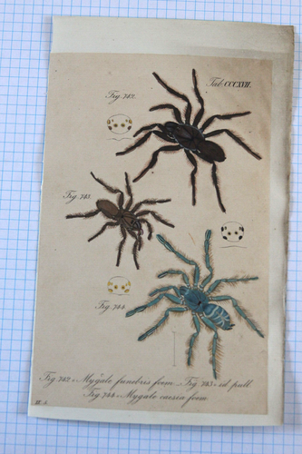 Impresiones antiguas coloreadas a mano de la década de 1840 arañas MYGALE-CL Koch-TARANTULA-Funnelwebs - Imagen 3 de 40