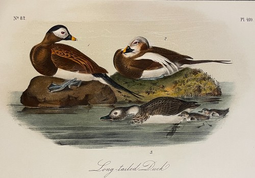Audubon Long-Tailed Duck Plate 410 Birds Of America 2nd Edition Royal Octavo - Picture 1 of 3