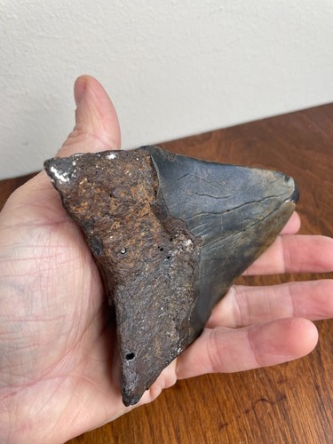 Megladon Tooth- Aprox 5 1/8th(Long Side). Nice colors. Root Is A Mix Of Matrix - Picture 9 of 13