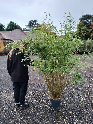 Fargesia Winter Joy Clumping Bamboo Non Invasive 5-6ft Tall 12L Very  Bushy... | eBay UK
