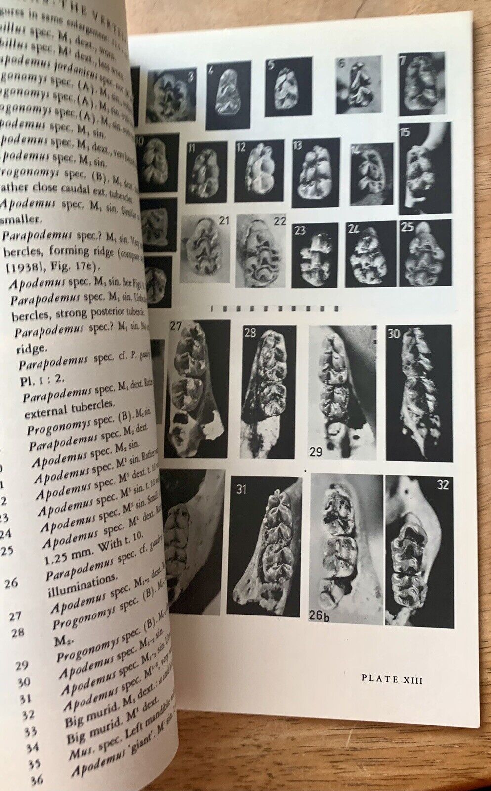 Picture 5 of 5