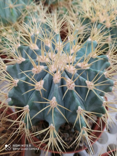 FEROCACTUS GLAUCESCENS POT20 CACTUS SUCCULENTE PIANTE GRASSE NO ARIOCARPUS AGAVI - Foto 1 di 2