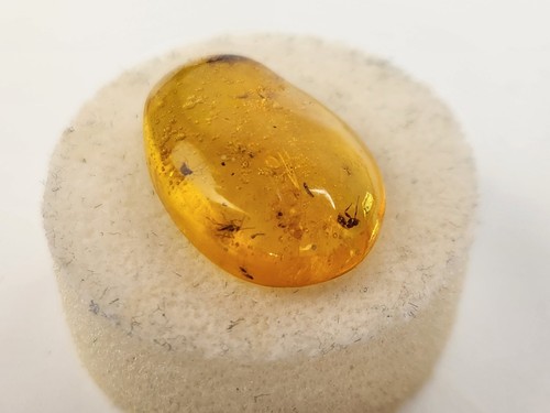 Shelfordella Cockroach Dominican Amber Inclusion and Multiple Others - Oligocene - Picture 4 of 9