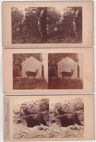 JOHN P. SOULE : Birch Tree Deer Swallows Cave NAHANT MA c. 1860 SV Stereo Photos - Picture 1 of 2