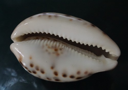 Cypraea Tigris 80 mm F+++"'UNUSUAL RUSTY-yellow dorsal pattern WOW!! - Picture 7 of 7