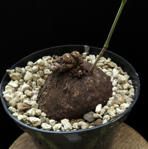 Cyphostemma pachypus, Caudex, Euphorbia, planta suculenta, cactus - Imagen 4 de 4