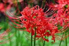 1  - RADIATA LYCORIS Red Spider Lily Live Flower Bulb  - PERENNIAL HEIRLOOM