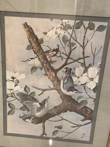 Basil Ede Signed Lith Print White Breasted Nuthatches 1968 Linen Matted & Framed - Picture 2 of 14