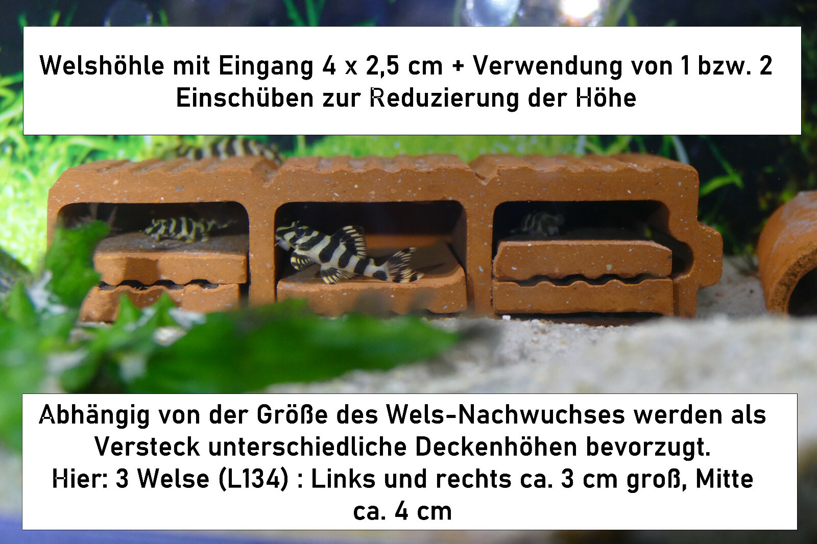 Bild 50 von 61
