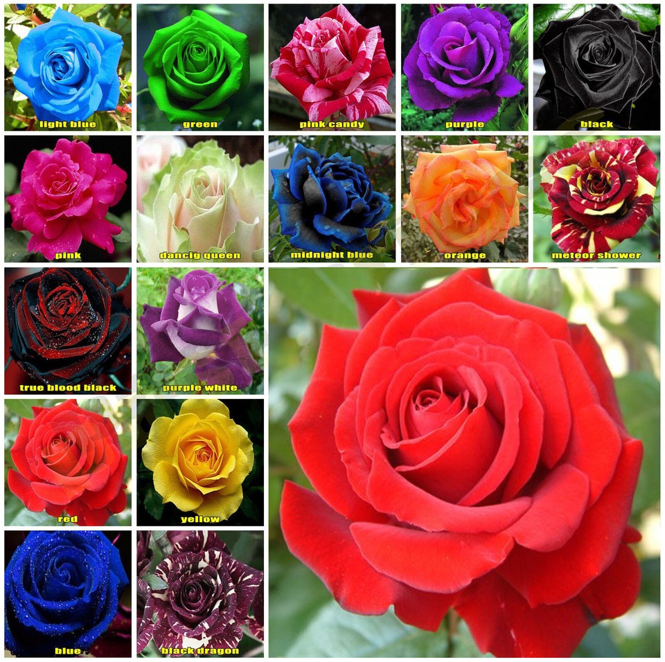 10x Rose Seeds Multi Coloured Rose Flower Seeds Home Garden Plant, UK