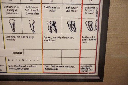 Dental Relationship Chart by Fritz Kramer - Framed 17.5" x 23.5" - Picture 12 of 12