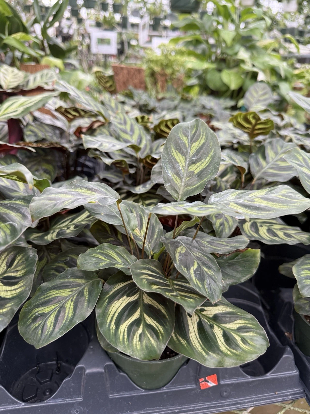 Peacock Plant (Calathea makoyana)