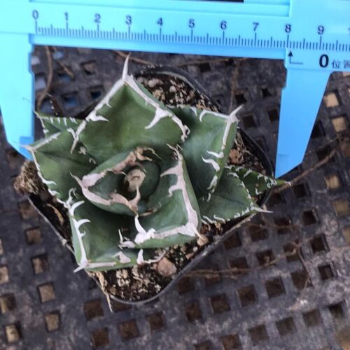 Planta suculenta de cactus de 3-8 cm Agave titanota triste planta de jardín en casa - Imagen 6 de 11