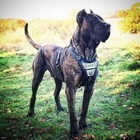 Bestia Metal Personalized leather harness! Big Dogs Only. Stainless steel plates