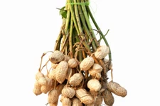 10 dried peanut pods for garden planting 20 seeds total, USA