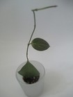 Picture 3 of 11