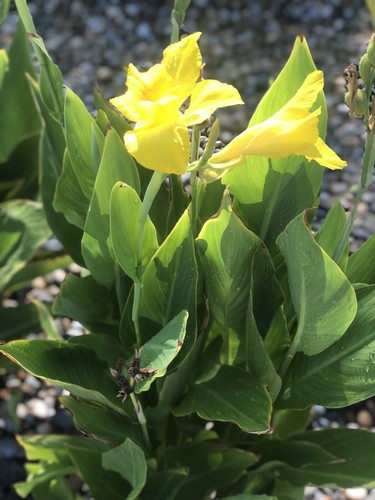 10-Yellow CANNA LILY BULBS - BRIGHT Colors/EASY GROWER - Picture 4 of 4
