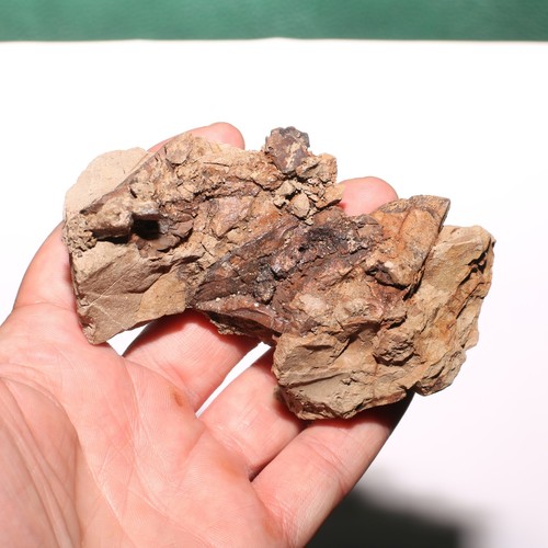 Dente Triceratopo Gigante di Hell Creek Formazione Cretaceo - Qualità Museale - Foto 2 di 9