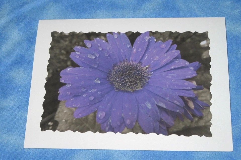 4 SYMPATHY Flower Photo Cards, 5X7 cards, Purple flowers, B&W Photography - Image 3 of 4