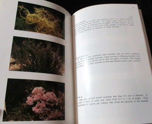 SEAWEEDS OF HAWAII William Magruder-Jeffrey Hunt 1ST 1979 Marine Reference - Picture 10 of 11