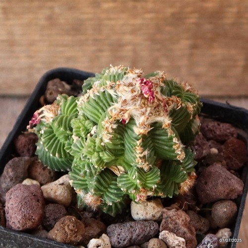 D4987 AZTEKIUM VALD. Olla INJERTO 9-H7-W7 cm MaMa Cactus - Imagen 3 de 4