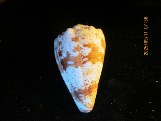 Conus bartschi 42 mm w/o GIANT! nice pattern hard to get size PRIVATE COLLECTION