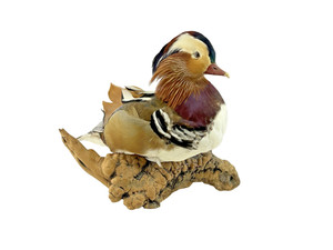 Mandarin Duck Taxidermy Mount on Driftwood Burl