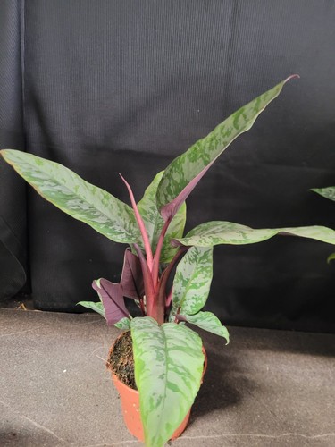 RARITÄT SELTEN Apoballis  acuminatissima Red Sword mit 11 cm Topf bis 40  hoch  - Bild 8 von 8