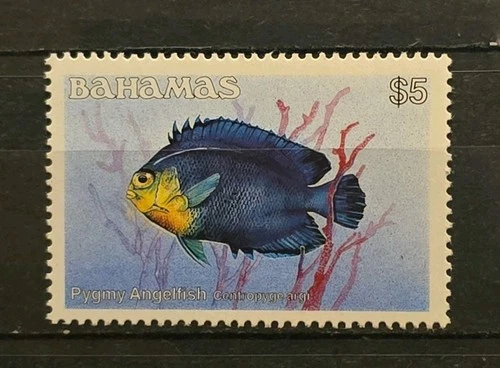 Bahamas MNH Scott 618 Pygmy Angelfish (Fish Definitive) 1986 VF $5 High Value