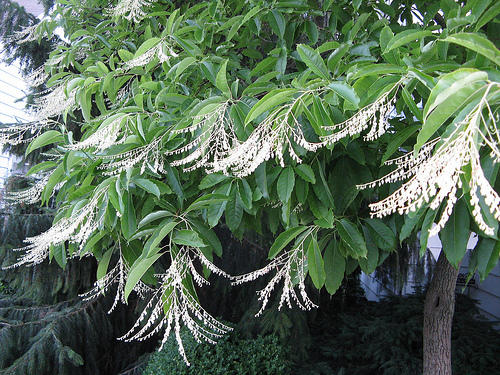 Lily of the Valley Tree, Oxydendrum arboreum, Seeds (Fall Color, Fragrant) - Picture 2 of 8