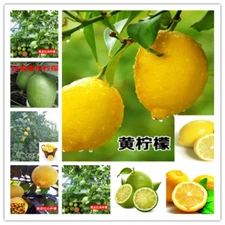 20 EXOTIC RARE LEMON/LIME SEEDS for garden flower plant bush USA SELLER USPS