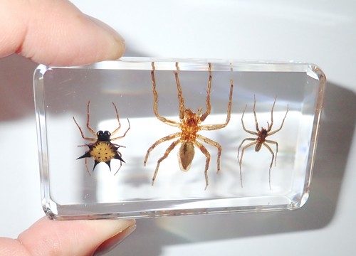 Spiny & Ghost & Water Spider Specimen Collection Set in Clear Lucite Block BK2S