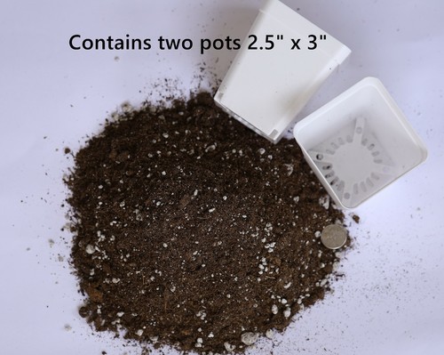 Soil  Lithops Conophytum  two pots planting soil - Picture 1 of 7