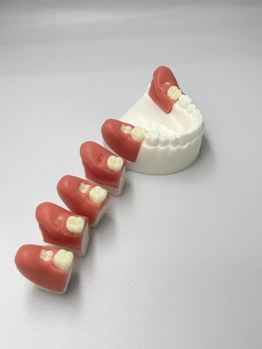 Extracción dental impactada modelo de práctica producto de entrenamiento dental - Imagen 8 de 8