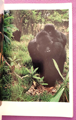 National Geographic Magazine October 1995 Mountain Gorillas Threatened by War - Imagen 4 de 8