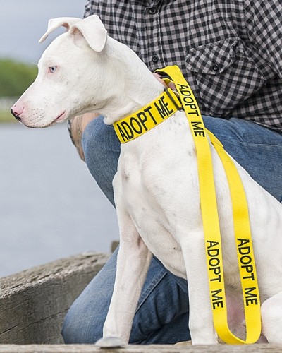 STRONG AS LEATHER STAFFORDSHIRE BULL TERRIER COLLAR / LEAD / HARNESS By Dexil !! - Picture 5 of 58