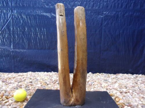 Pre-Soaked Sinking Driftwood, Mounted on Slate, Aquarium, Reptile, Natural, Art - Picture 4 of 6