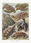 11995.Decoration Poster.Home interior design.Room wall decor.Nature art.Turtles