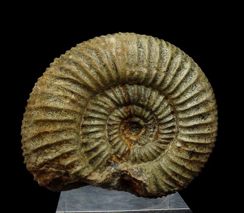 AMMONITE - Perisphintes --- 7,6 cm -- JURASSIC Oxfordanian -------- POLONIA /pf633 - Foto 1 di 8