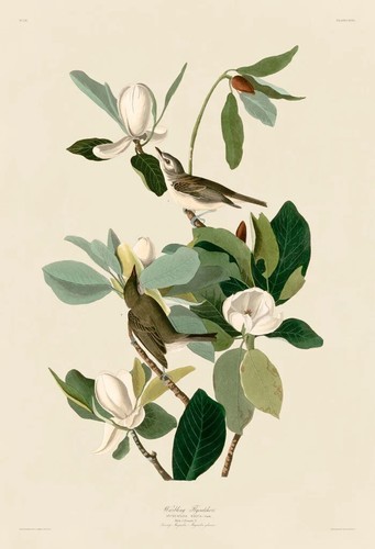 Warbling Flycatcher by John James Audubon Song Bird Art Print 8x12 Inches